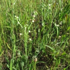 Hackelia suaveolens at Molonglo Valley, ACT - 9 Nov 2022