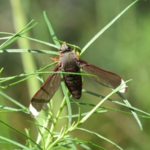 Comptosia sp. (genus) at Molonglo Valley, ACT - 10 Nov 2022