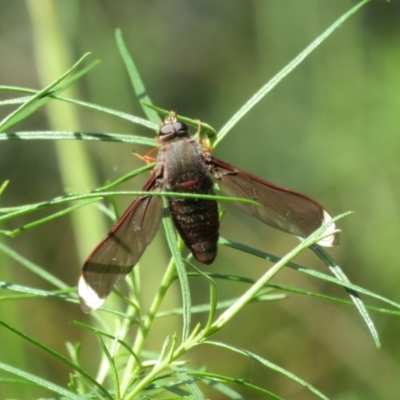 Comptosia sp. (genus) (Unidentified Comptosia bee fly) at Molonglo Valley, ACT - 10 Nov 2022 by Christine