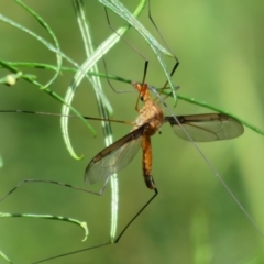 Leptotarsus (Macromastix) costalis (Common Brown Crane Fly) at Molonglo Valley, ACT - 10 Nov 2022 by Christine