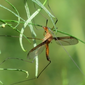 Leptotarsus (Macromastix) costalis at Molonglo Valley, ACT - 10 Nov 2022