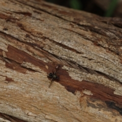 Pogonortalis doclea (Boatman fly) at Murrumbateman, NSW - 10 Nov 2022 by amiessmacro