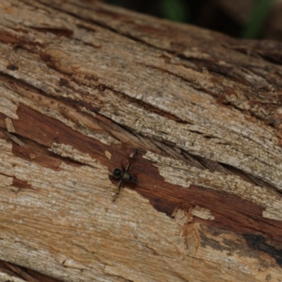 Pogonortalis doclea (Boatman fly) at Murrumbateman, NSW - 11 Nov 2022 by amiessmacro