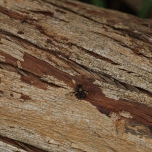 Pogonortalis doclea at Murrumbateman, NSW - 11 Nov 2022