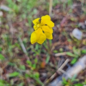 Goodenia pinnatifida at Gunning, NSW - 8 Nov 2022 03:54 PM