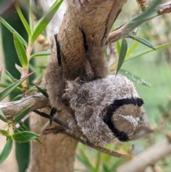 Endoxyla lituratus (A Wattle Goat Moth) at Thurgoona, NSW - 11 Nov 2022 by ChrisAllen