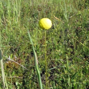 Craspedia variabilis at Weetangera, ACT - 9 Nov 2022