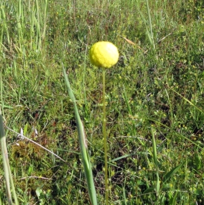 Craspedia variabilis (Common Billy Buttons) at Weetangera, ACT - 8 Nov 2022 by sangio7