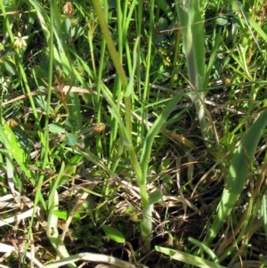 Craspedia variabilis at Weetangera, ACT - 9 Nov 2022