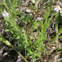 Vittadinia cuneata var. cuneata (Fuzzy New Holland Daisy) at Molonglo Valley, ACT - 8 Nov 2022 by sangio7