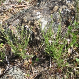 Vittadinia cuneata var. cuneata at Molonglo Valley, ACT - 9 Nov 2022