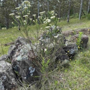 Ozothamnus diosmifolius at Kangaroo Valley, NSW - suppressed