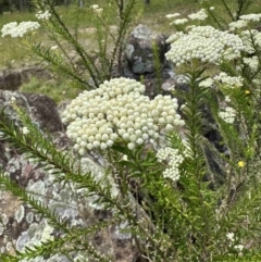 Ozothamnus diosmifolius at Kangaroo Valley, NSW - suppressed