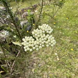 Ozothamnus diosmifolius at Kangaroo Valley, NSW - suppressed