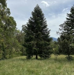 Araucaria bidwillii (Bunya Pine) at Kangaroo Valley, NSW - 10 Nov 2022 by lbradley