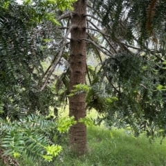 Araucaria bidwillii at suppressed - suppressed