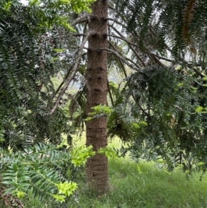 Araucaria bidwillii at suppressed - suppressed