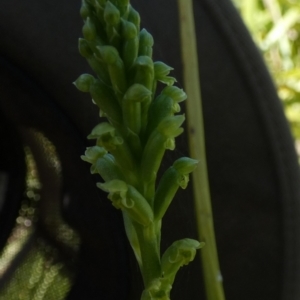 Microtis unifolia at Queanbeyan West, NSW - 10 Nov 2022