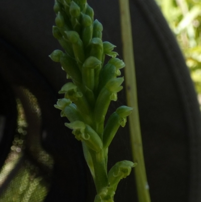 Microtis unifolia (Common Onion Orchid) at QPRC LGA - 9 Nov 2022 by Paul4K