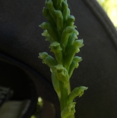 Microtis unifolia at Queanbeyan West, NSW - 10 Nov 2022