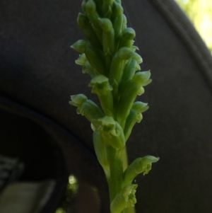 Microtis unifolia at Queanbeyan West, NSW - suppressed