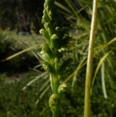 Microtis unifolia at Queanbeyan West, NSW - 10 Nov 2022