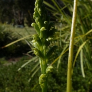 Microtis unifolia at Queanbeyan West, NSW - suppressed