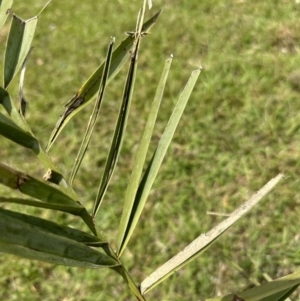 Phoenix canariensis at suppressed - suppressed