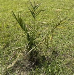 Phoenix canariensis at suppressed - suppressed