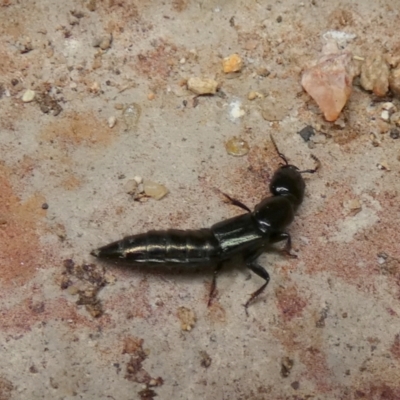 Staphylinidae (family) (Rove beetle) at Queanbeyan, NSW - 11 Nov 2022 by Paul4K