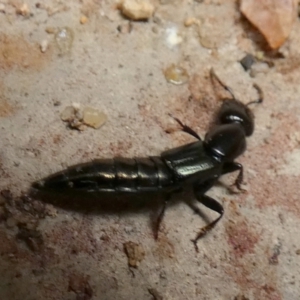 Staphylinidae (family) at Queanbeyan, NSW - 11 Nov 2022