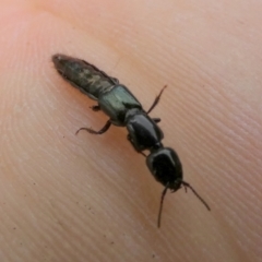 Staphylinidae (family) at Queanbeyan, NSW - 11 Nov 2022