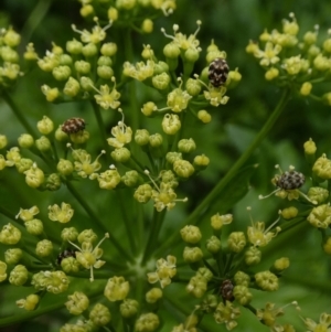 Anthrenus verbasci at Queanbeyan, NSW - suppressed