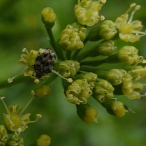 Anthrenus verbasci at Queanbeyan, NSW - suppressed