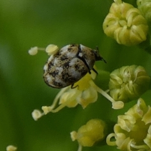 Anthrenus verbasci at Queanbeyan, NSW - suppressed