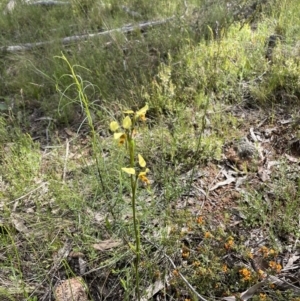 Diuris sulphurea at Hawker, ACT - 4 Nov 2022