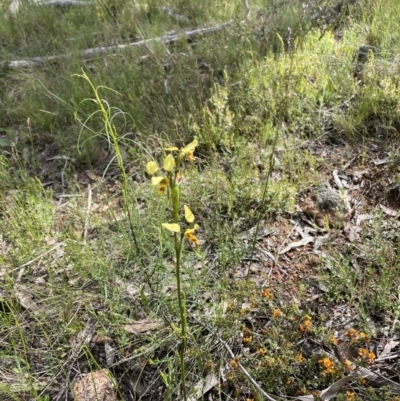 Diuris sulphurea (Tiger Orchid) at Hawker, ACT - 4 Nov 2022 by JohnBrannan