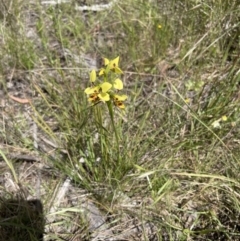 Diuris sulphurea at Hawker, ACT - 4 Nov 2022