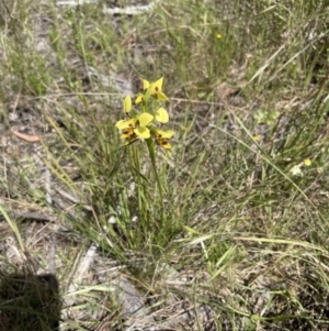 Diuris sulphurea at Hawker, ACT - 4 Nov 2022