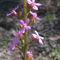 Stylidium (genus) (Trigger Plant) at Wamboin, NSW - 9 Nov 2020 by Devesons