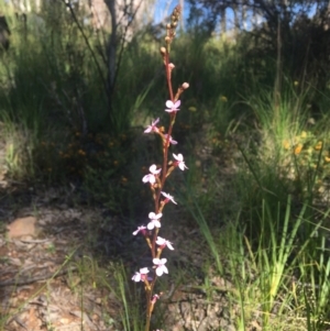 Stylidium sp. at Wamboin, NSW - 9 Nov 2020