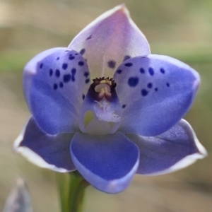 Thelymitra juncifolia at Gundaroo, NSW - suppressed