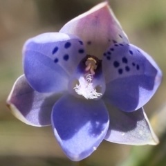 Thelymitra juncifolia at Gundaroo, NSW - suppressed