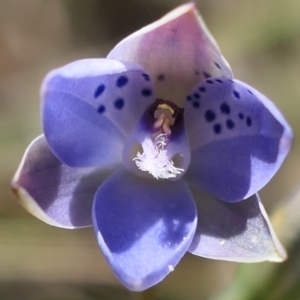 Thelymitra juncifolia at Gundaroo, NSW - suppressed