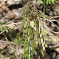 Thelymitra juncifolia at Gundaroo, NSW - suppressed