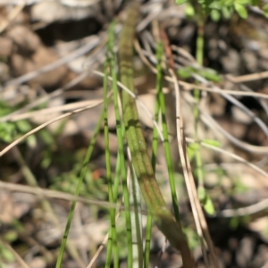 Thelymitra juncifolia at Gundaroo, NSW - suppressed