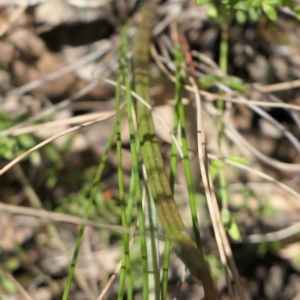 Thelymitra juncifolia at Gundaroo, NSW - 9 Nov 2022