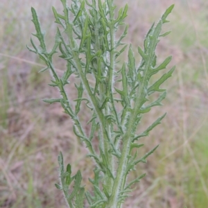 Senecio bathurstianus at Michelago, NSW - 11 Oct 2022 05:34 PM