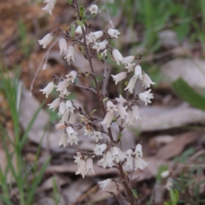 Cryptandra amara at Michelago, NSW - 11 Oct 2022