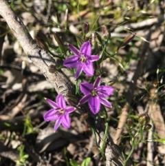 Thysanotus patersonii (Twining Fringe Lily) at Wamboin, NSW - 23 Oct 2020 by Devesons